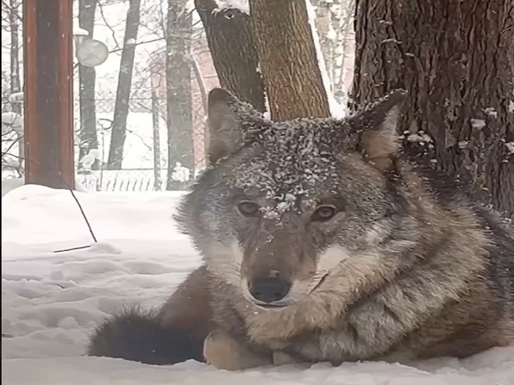 В Ленинградском зоопарке показали «клыкастых помощников» Святого Николая