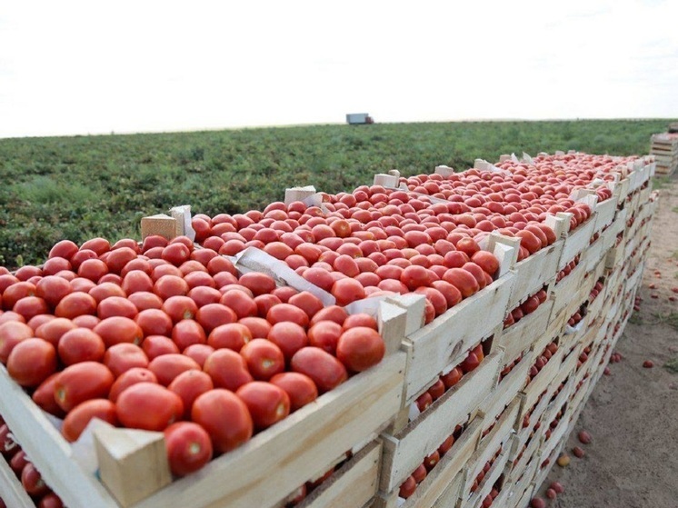 АПК Астраханской области вырастил сельхозпродукции на 75,2 млрд рублей