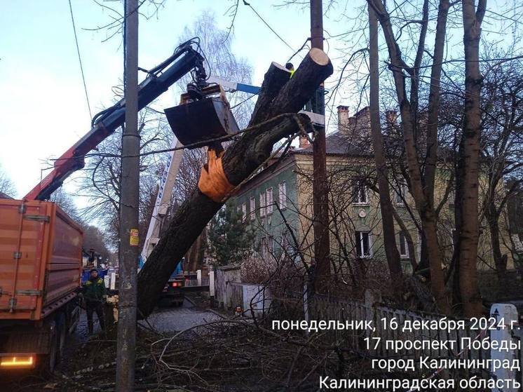 Калининградцев попросили сообщать об упавших деревьях в единую дежурную службу