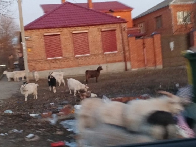 Козы пасутся на мусорке в центре Ростова