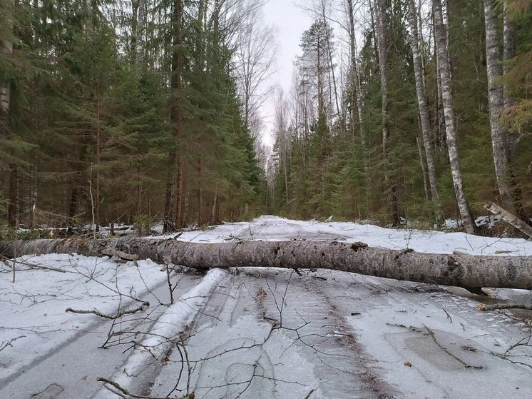 В Нижне-Свирском заповеднике расчищают пути патрулирования