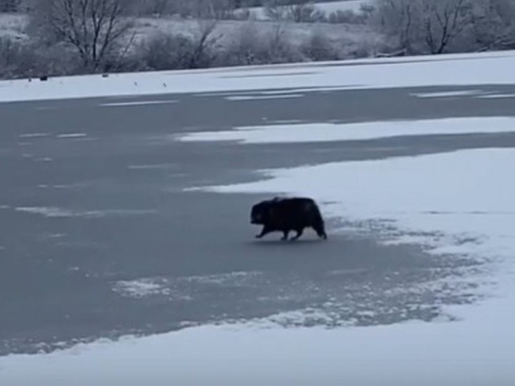 Липецкие рыбаки сняли на видео енотовидную собаку, переходящую реку Дон