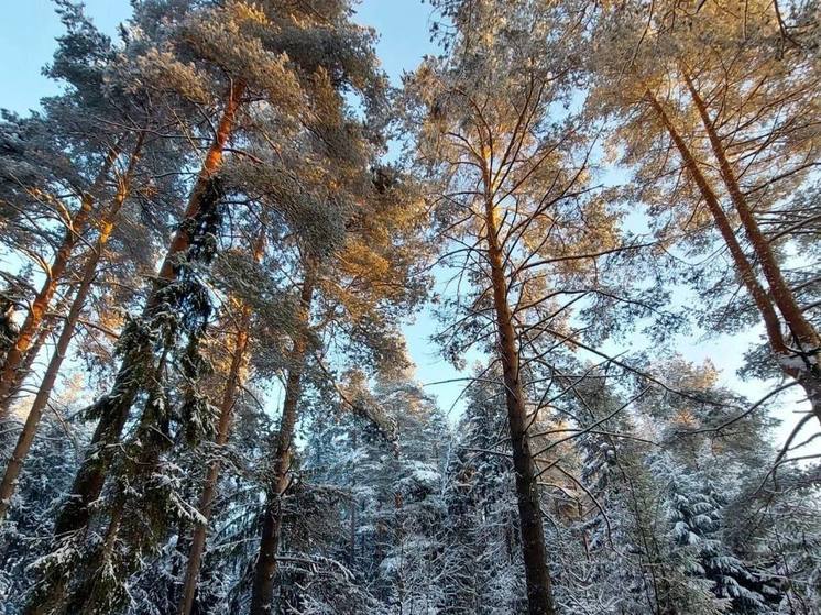 Лесоводы Пензенской области готовятся к весне