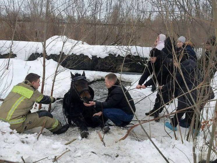 В Челябинске спасли лошадь, попавшую в водную ловушку