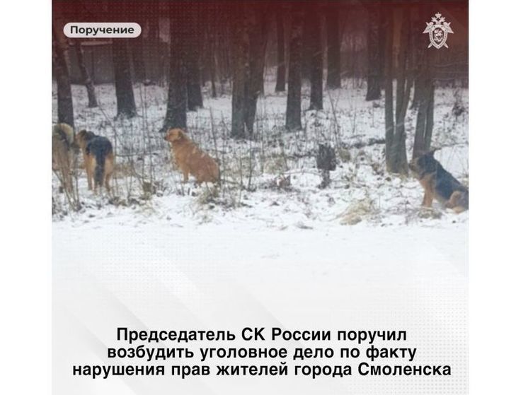 Смоленскими бродячими собаками пришлось заниматься Бастрыкину