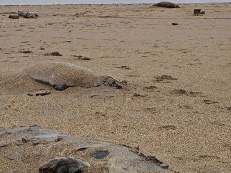 Жители Дагестана находят мертвых тюленей на берегу моря