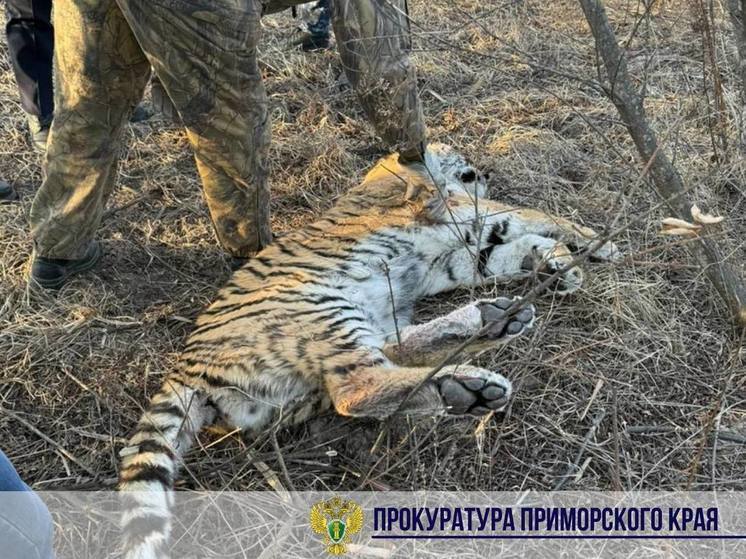 В Приморье обнаружили труп тигра: прокуратура организовала проверку