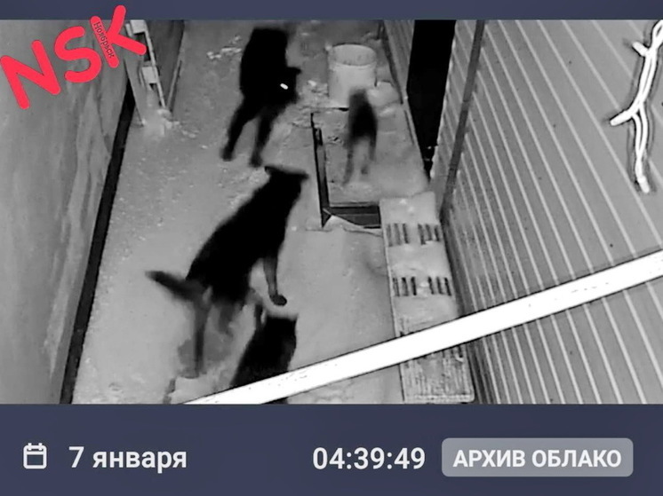 3 беспризорные собаки загрызли кота во дворе дома в Ноябрьске