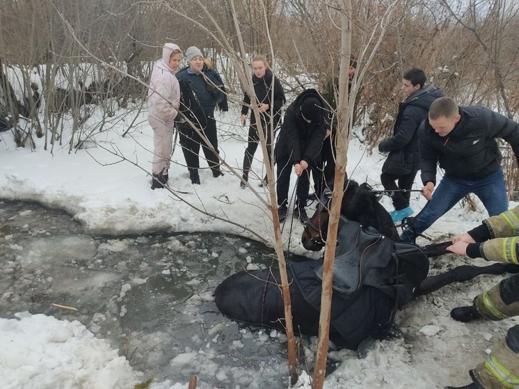 Южноуральских сотрудников МЧС поблагодарили за спасение лошади