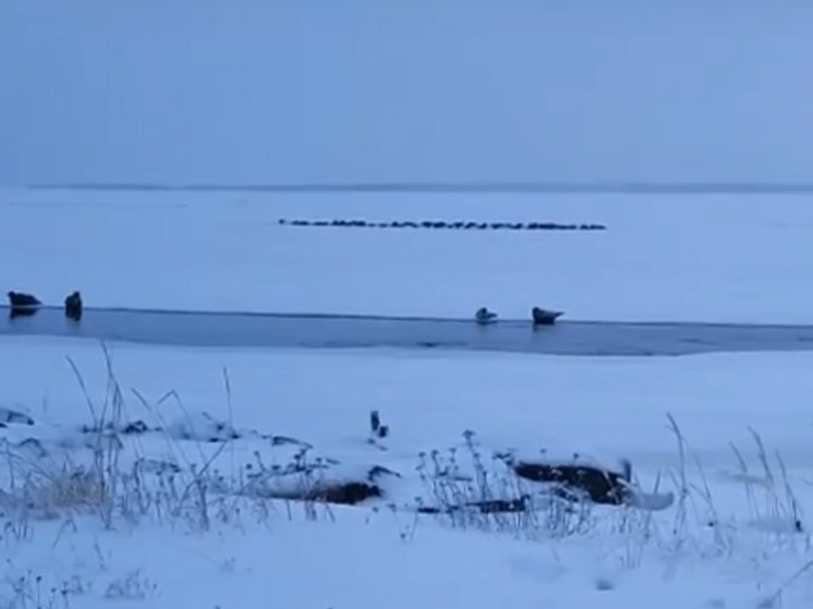 Тюлени отдохнули на берегу Белого моря в Карелии