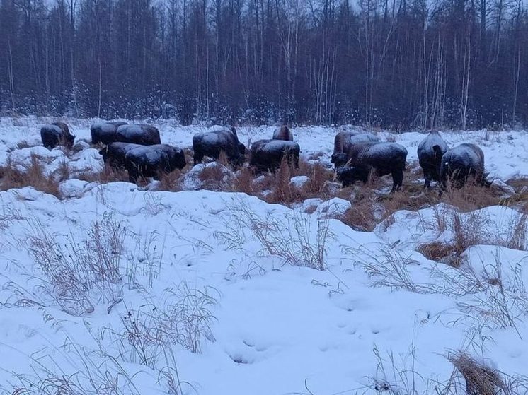 Проект реакклиматизации лесных бизонов в Якутии и его расширение