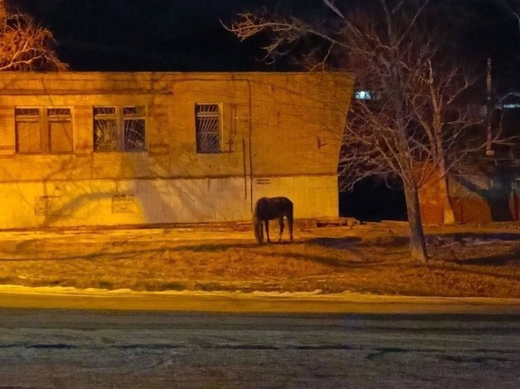 Голодный конь держит в страхе жителей поселка Дунай: нападает на людей и крадет еду