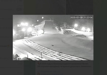 Большую кошку, похожую на амурского тигра, заметили в пригороде Владивостока