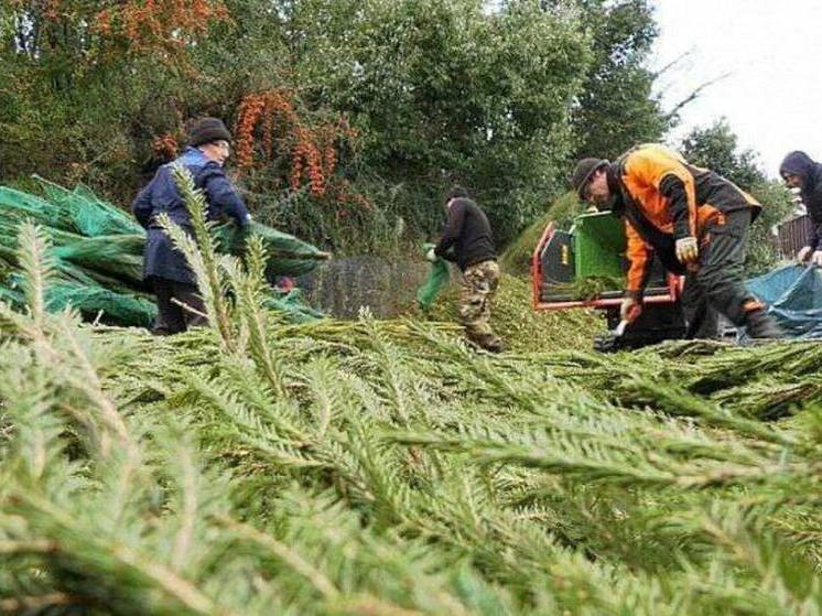 Использованные новогодние ели можно сдать на переработку в Сочи