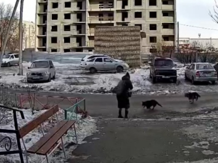 В Орске собаки напали на девушку