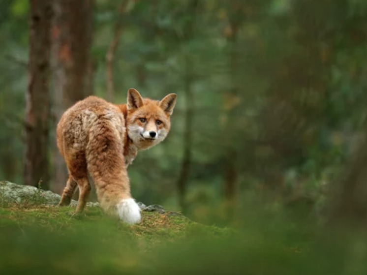 Жителям Петрозаводска напомнили об опасностях контакта с дикими лисами