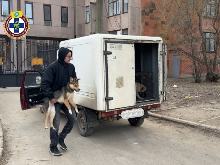 В Калмыкии отлавливают и вакцинируют бродячих собак