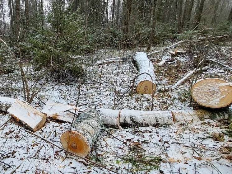 Прокуратура ведет проверку по факту незаконной рубки леса недалеко от Алатыря