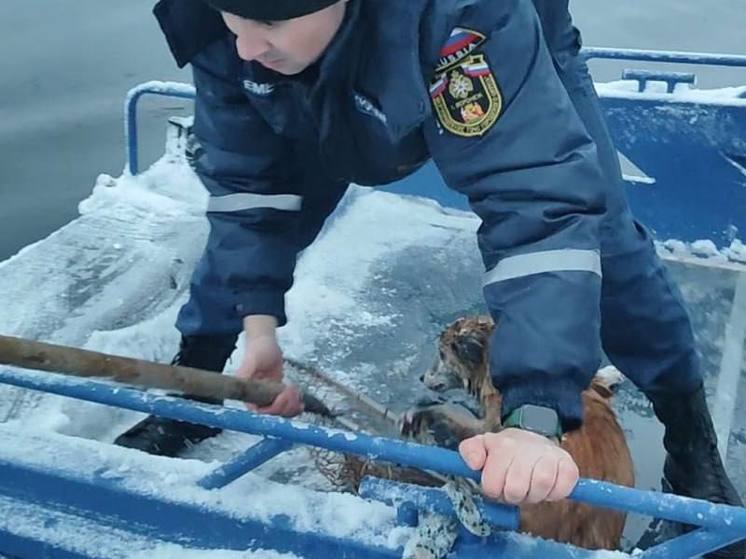 Воронежские спасатели вызволили тонувшую на водохранилище собаку