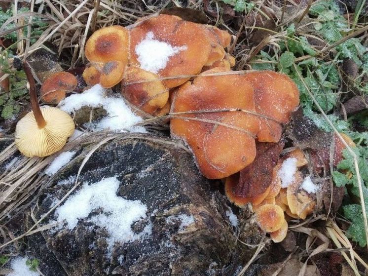 Грибной сезон вновь открылся в Подмосковье