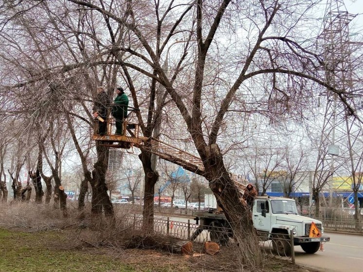 В Астрахани коммунальщики трудятся в выходные, обрезая деревья