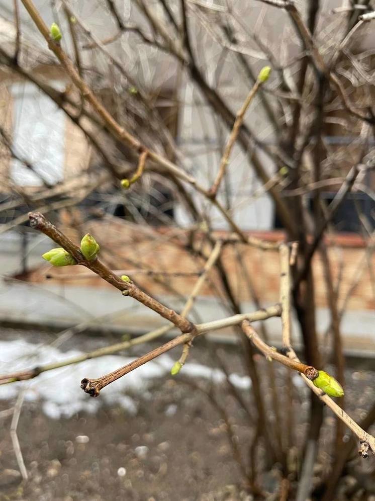 Дождь со снегом и +1°C ожидается в Нижнем Новгороде 12 января