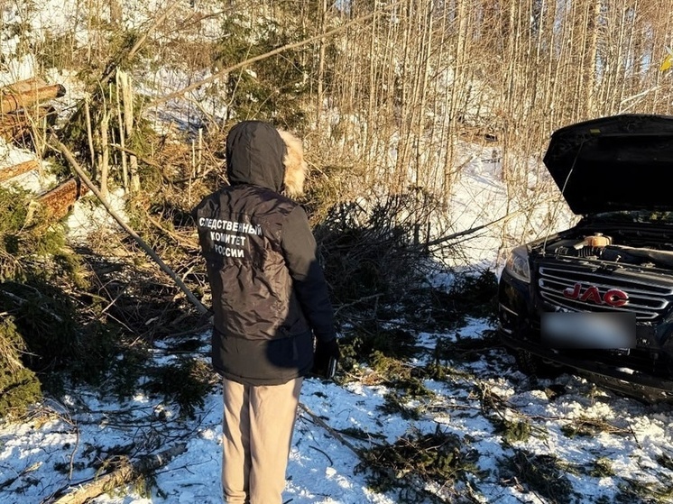 В Следкоме Карелии возбудили уголовное дело из-за происшествия при валке леса