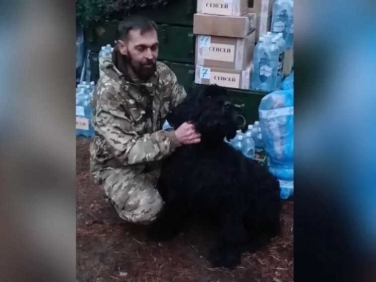 Жители Новосибирска отправили сухой корм и ветпрепараты собакам, помогающим участникам СВО