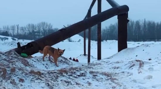 В Нижнем Новгороде пес неделю просидел в железной трубе: видео спасения