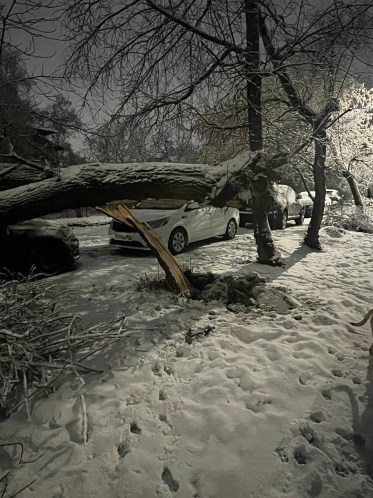 В Нижегородской области деревья рушатся под тяжестью снега на машины