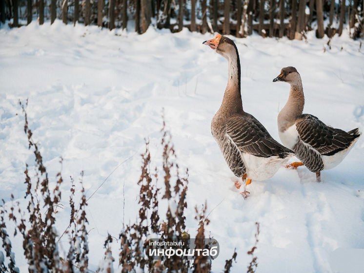 В Астраханской области введен временный запрет на охоту с собаками