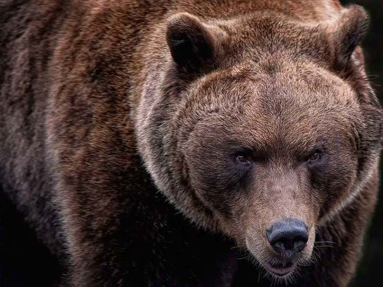 У Людинова заметили следы проснувшегося медведя