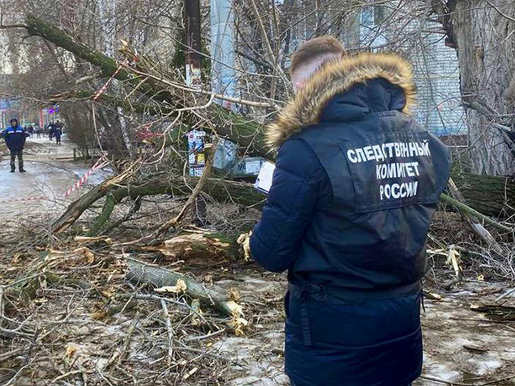 Упавшая ветка привела экс-директора МКУ на скамью подсудимых