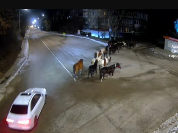 В ночном Светлогорске заметили скачущий табун лошадей