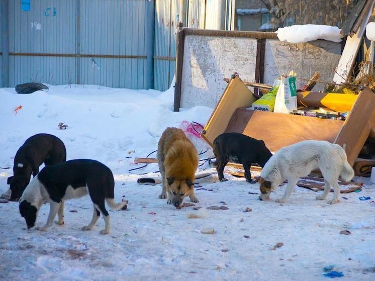 В Челябинске ищут людей, допустивших нападение собак на ребёнка