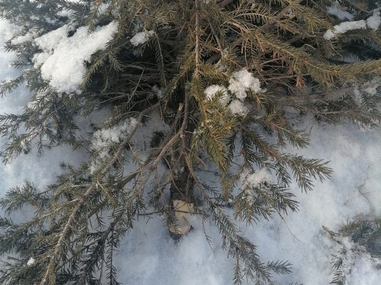 Вандалы вырубили несколько деревьев на улицах столицы Хакасии