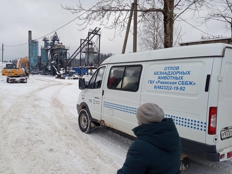 В Нелидовском округе Тверской вновь пройдет отлов безнадзорных собак