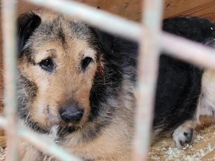 Женщина в Подмосковье, которая занимается передержкой собак, держит псов в жутких условиях