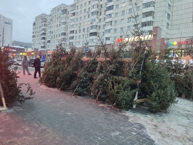 Жители Барнаула смогут сдать новогодние ели на переработку