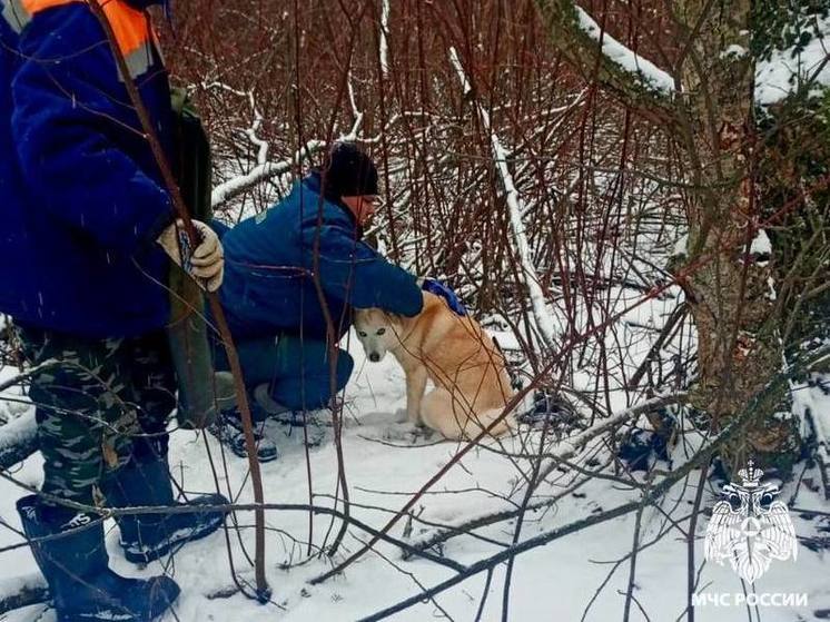 В Тверской области сотрудники МЧС спасли попавшую в капкан собаку