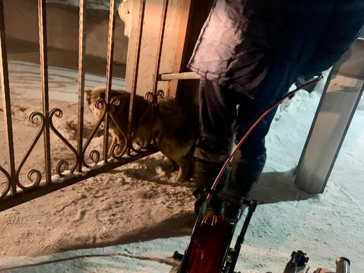 Собака застряла в заборе в Новокузнецке