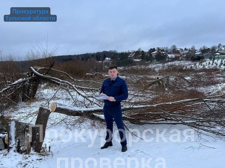В Алексине неизвестные начали вырубать ивы в лесничестве
