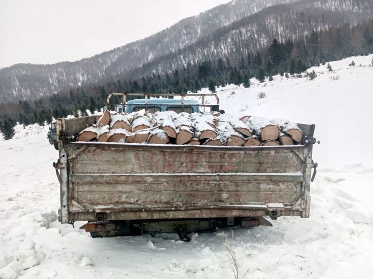 На Алтае двое мужчин нарубили лиственниц почти на 700 тысяч рублей