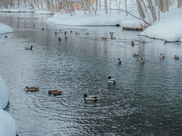 Херсонцев призвали не кормить хлебом водоплавающих птиц