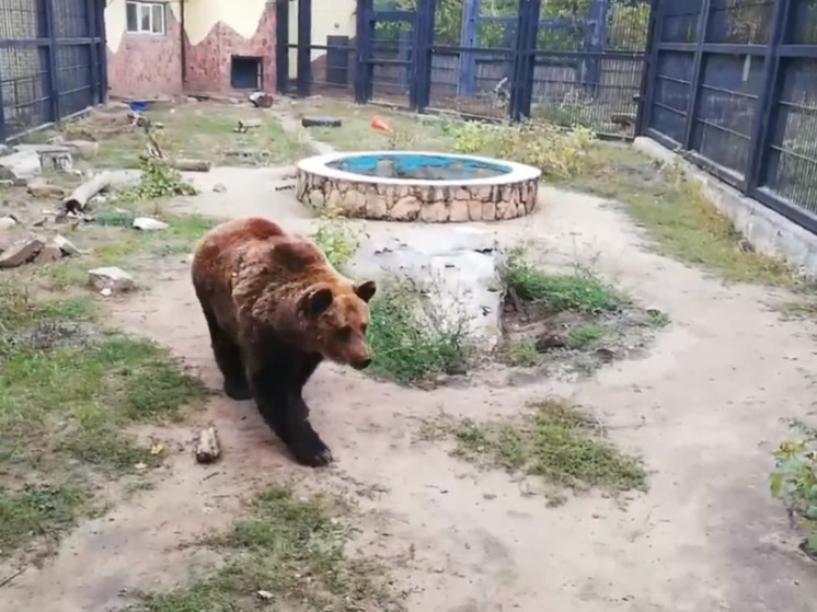 Медведи в воронежском зоопарке не засыпают из-за теплой зимы