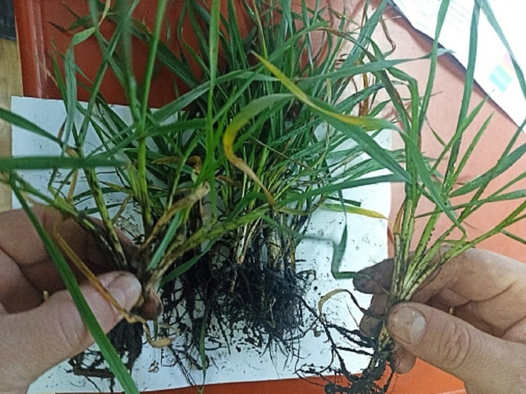 В Волгоградской области ведется мониторинг состояния озимых