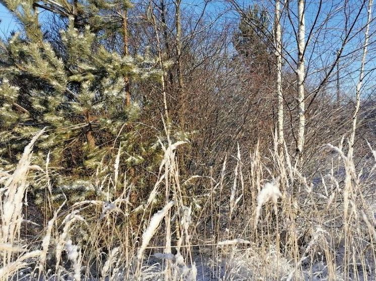 В округе Истра люди боятся бродячих псов, которые недавно загрызли оленя и кабана