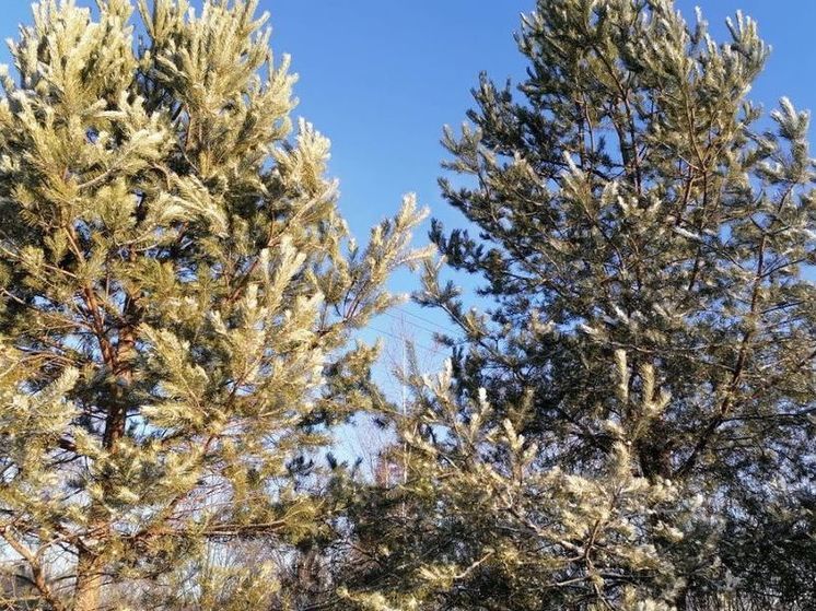 Весна в Подмосковье в этом году может наступить раньше срока