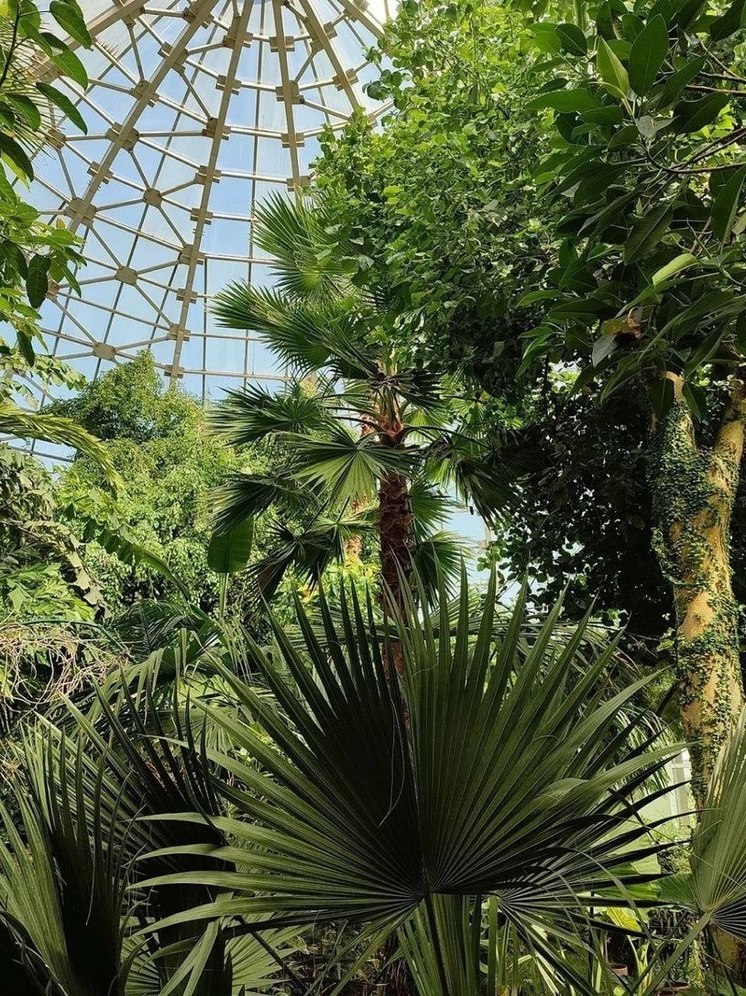 В Донецком ботаническом саду в оранжерейном комплексе несколько дней не будут проводить экскурсии