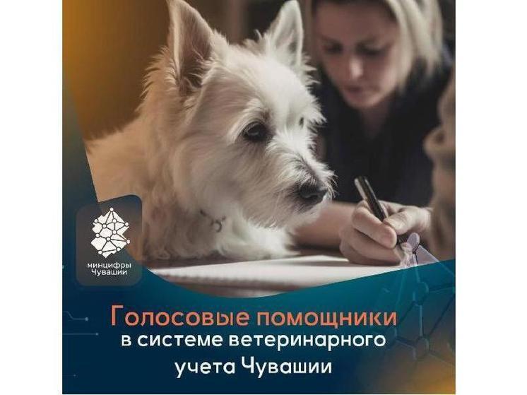 Госветслужба Чувашии внедрила голосовых помощников для регистрации животных на базе AI-сервиса Сбера